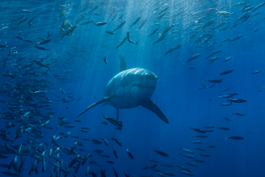 見込み顧客から問い合わせが殺到する理由